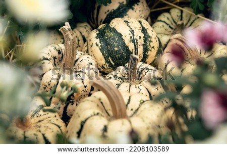 harvest of white pumpkins in a wooden box in the garden