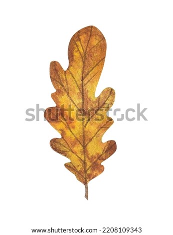 autumn oak leaf, watercolor drawing
