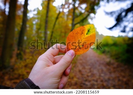 Hand of a man holding a colorful beech leaf on an autumn day in the forest. Beautiful autumn mood with nature background. Seasonal discoloration of leaves. Close up, point of view.