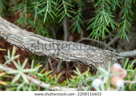 juniper tree in its natural habitat
juniperus oxycedrus Royalty-Free Stock Photo #2208116603