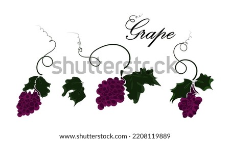 Grape branches set vector illustration isolated on white background. Flat doodle design in purple and green colors with typography. Clipart elements