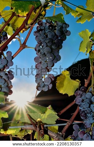 Pictures of Nebbiolo grapes in Valtellina, on the italian Alps