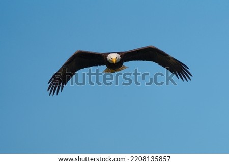 Bald eagle gliding and fishing at seaside gracefully, These regal birds aren’t really bald, but their white-feathered heads gleam in contrast to their chocolate-brown body and wings. Royalty-Free Stock Photo #2208135857