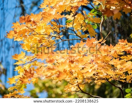 Autumn in nature. Leaves changing colors. Temperature change in fall.