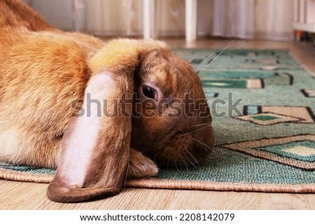 Cute red house rabbit in the room close up