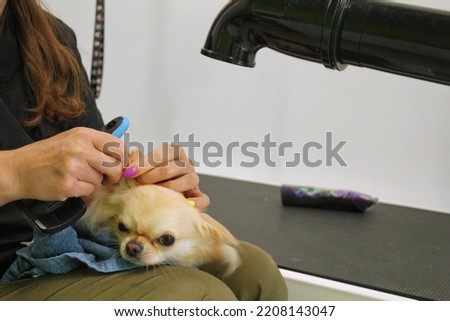 Pet professional master groomer blow drying dissatisfied chihuahua dog after washing in grooming salon. Female hands using hair dryer getting fur dried with blower. Animal hairstyle concept. Close-up