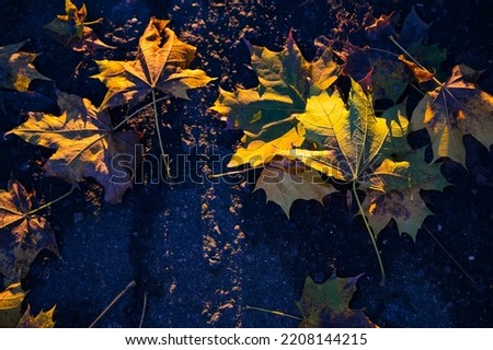 park autumn evening sun maple leaves