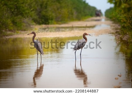 Reddish Egret walking on the water. Cuba. Cienaga de Zapata. Royalty-Free Stock Photo #2208144887