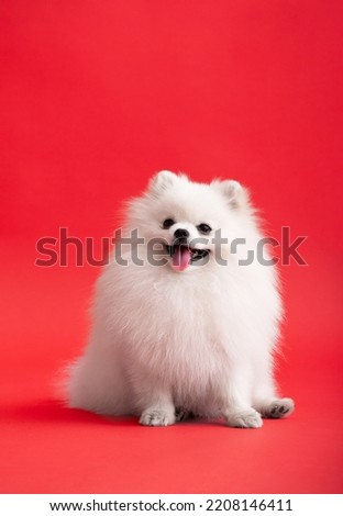 Portraite of cute fluffy puppy of pomeranian spitz. Little smiling dog lying on bright trendy red background. Royalty-Free Stock Photo #2208146411