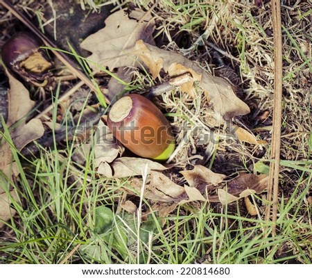Close up picture of an acorn found in the ground