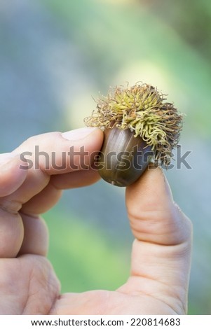 Close up picture of an acorn in a human hand