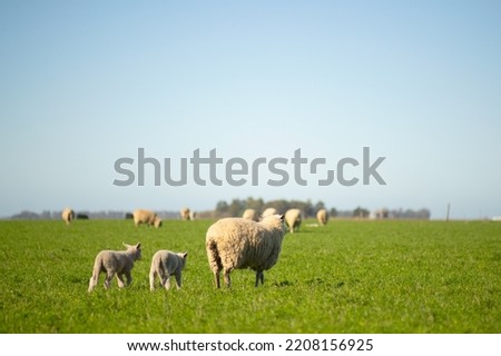 a mother sheep with her two lambs walk through the field with much affection, love and company. take care of animals do not eat meat