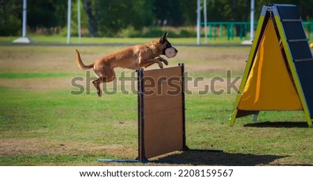Belgian shepherd malinois performing the exercise "Retrieve over the 1m hurdle" Royalty-Free Stock Photo #2208159567