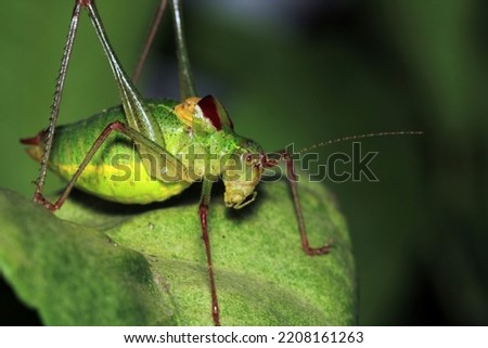hexacentrus japonicus insect macro photo
