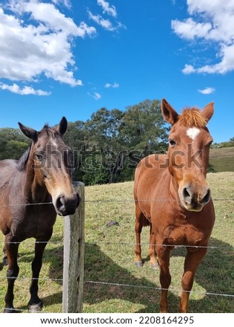 Horses in wildlife pictures that took in portrait 