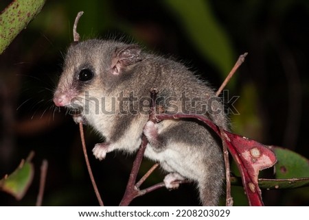 Eastern Pygmy Possum climbing in bushes
