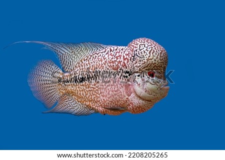 hump-headed cichlid on background with copy space