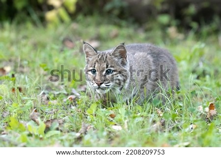 Bobcat (Lynx rufus) Small cute cat in the green grass.  Juvenile stalks prey through the forest. whisker pointed ears stripes. grass trees flowers woods leaves. Captured in controlled conditions