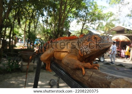 A close-up look of red iguana (Iguana iguana) that is sitting calmly on wood stick to amuse zoo visitors.