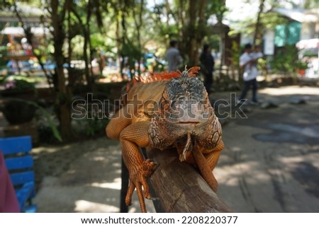 A close-up look of red iguana (Iguana iguana) that is sitting calmly on wood stick to amuse zoo visitors.