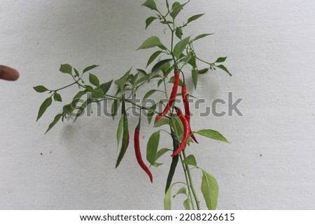 Chili peppers from Nahuatl chīlli are the berry fruit of plants from the genus Capsicum. members of the nightshade family Solanaceae. chilli plant is a multi-branched, semi-woody small shrub.  Royalty-Free Stock Photo #2208226615