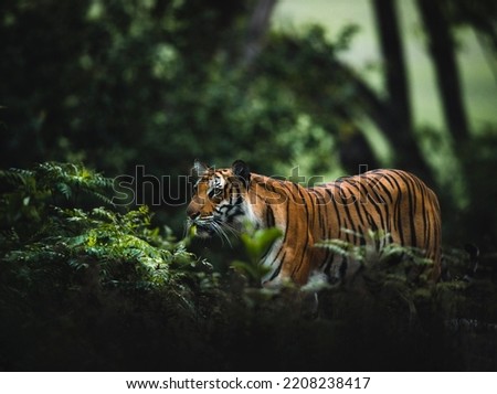 Tiger from Corbett Tiger Reserve , India  Royalty-Free Stock Photo #2208238417