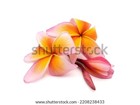 frangipani plumeria flowers isolated on white background