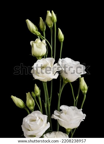 lisianthus white flower studio over black background