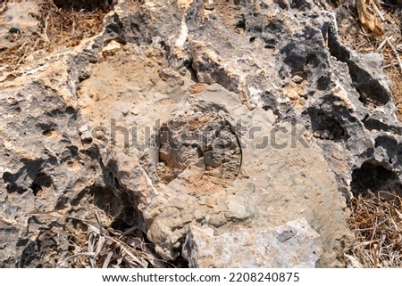 Remains of petrified corals on the surface of the mountain in the national reserve - Nahal Mearot Nature Preserve, near Haifa, in northern Israel Royalty-Free Stock Photo #2208240875