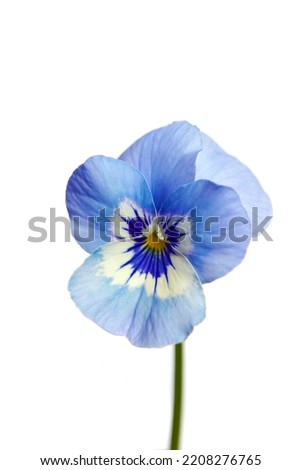 macro closeup of pretty sky bluw yellow viola pansy flower isolated on white with space for text