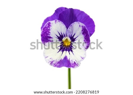 macro closeup of pretty purple pink white yellow viola pansy flower isolated on white with space for text