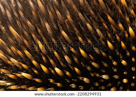 A close up shallow depth of field macro photo of the hair and quill spines of an Australian monotreme echidna (Tachyglossidae) Royalty-Free Stock Photo #2208294931