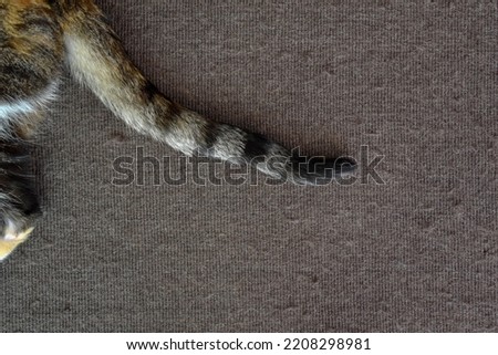 Calico cat tail on the rug.  Cat lying on the rug at home.  Photo can be used for the concept of how to stop cat scratching rug and how to remove cat hair. 