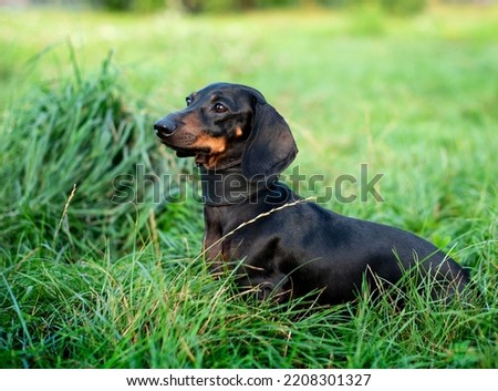A black dwarf dachshund dog looks away. A dog sits with its head raised against a background of blurred green grass and trees. The photo is blurred. High quality photo