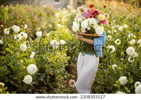 Portrait of a woman with lots of freshly picked up colorful dahlias and lush amaranth flower on rural farm during sunset Royalty-Free Stock Photo #2208303127