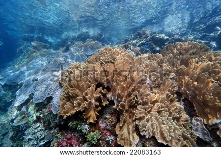 The shallow waters of the lembeh straits with the astonishing variety of corals