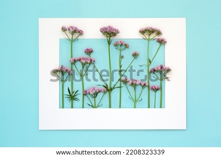 Pink valerian herb flower plant background frame. Flowers can be used to make perfume. Minimal border nature study composition. On pastel blue background. Valeriana officinalis.