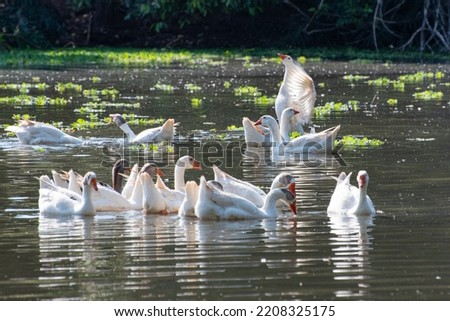 Geese, beautiful geese showing off on a lake in a small town in Brazil, natural light, selective focus.