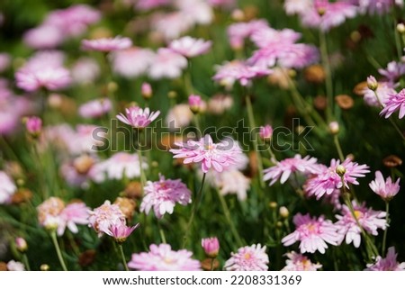 Pink marguerite daisy in selective focus and blurry background