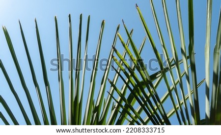 Palm leaves in the form of a fan on the background of the sky, texture. High quality photo