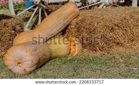 Long elongated pumpkin in the hay on the background of a wheel from a cart, autumn harvest. High quality photo