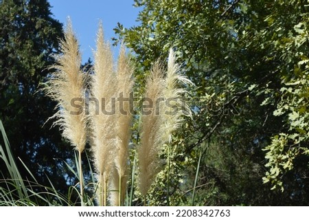 tall and large pampas in the jungle