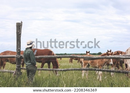 Beautiful woman looking and makimg photo of heavy draft horse, horses with foals grazing in a meadow. A beautiful animal in the field in summer. A herd of horses in nature. Using technology.