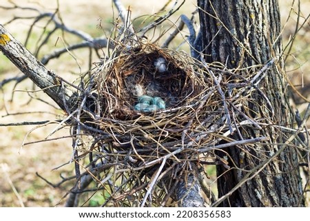 Nidology, study of birds nest. Hooded crow (Corvus cornix) nest. Clutch of 4 eggs. Hatching tray is made of grass, bast and lined with muskrat and hare fur Royalty-Free Stock Photo #2208356583