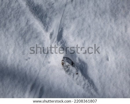 Close-up of a single footprint of roe deer (Capreolus capreolus) on the ground covered with soft snow in winter in sunlight