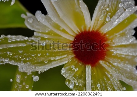 the morning dew visible on a colorful small flower, abstract nature photo