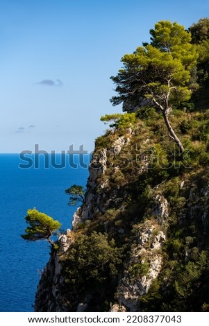 Trees on steep rocky limestone cliffs on the coastline of Capri island Italy. Deep blue Mediterranean Sea and horizon in the background. Tourist destination and natural reserve on a sunny summer day.