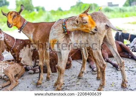 Close up of the Barbari goat eating grass in farm. Goat grazing in farm.Grazing castles. Milk giving animals. Face closeup of a beautiful goat while eating grass. Pakistani Goats. Herds of goats.