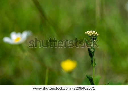 Flowers in the meadow, blurry background, Carpathians.