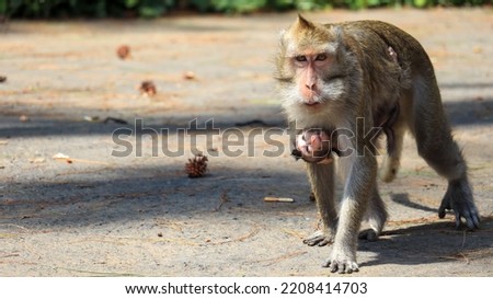 Female monkey and little monkey walking together to find a food and sunbathe in Botanical Garden of Mount Tidar, Magelang, Indonesia. Royalty-Free Stock Photo #2208414703